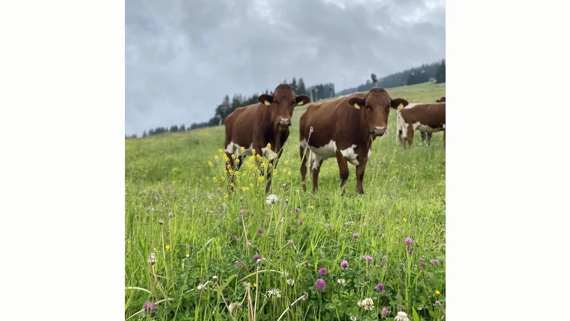 Apartment Alpenresort Saalbach E2  萨尔巴赫